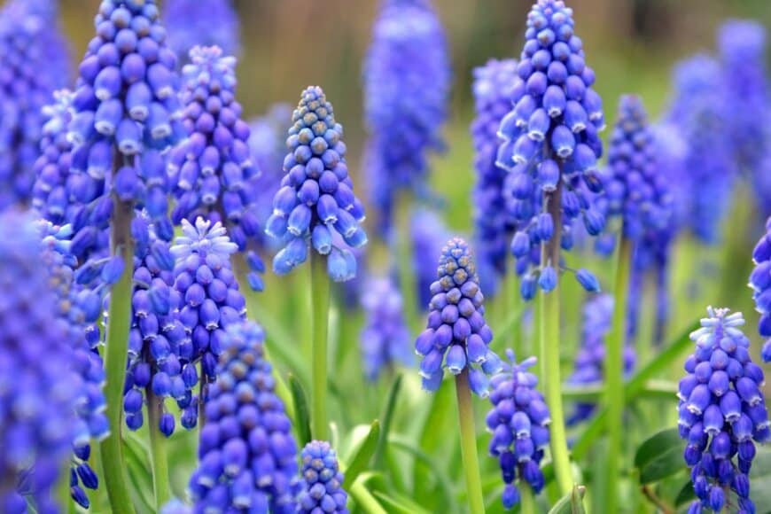 ムスカリの花。色は青紫