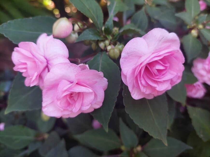 ピンクの花を咲かせている、インパチェンス