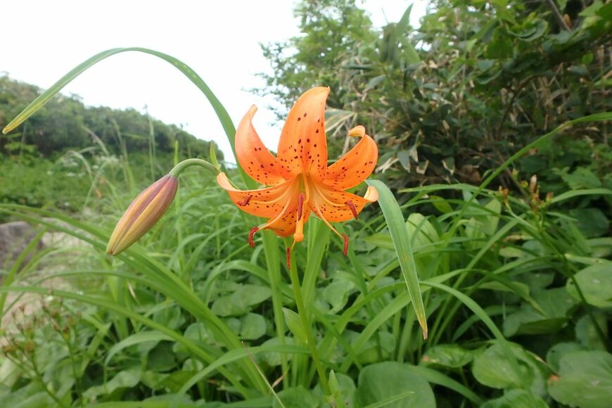 オレンジ色の花を咲かせている、クルマユリ