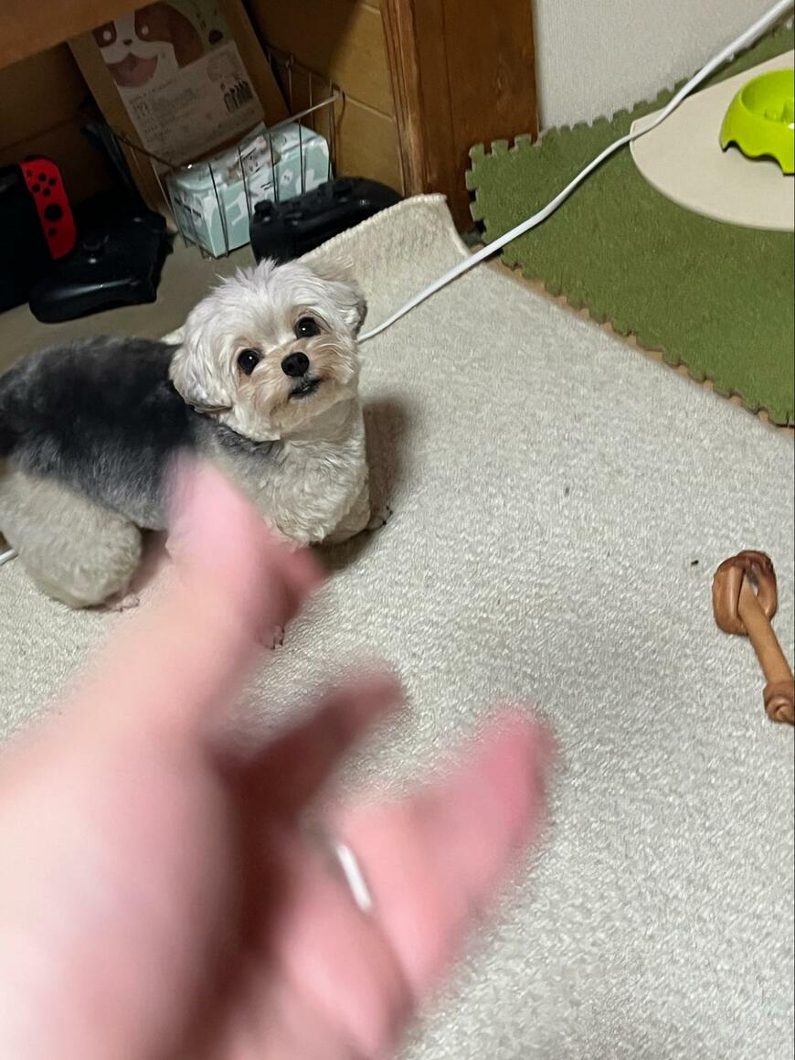 1時間半散歩した犬