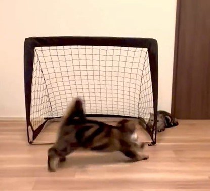 猫とゴール
