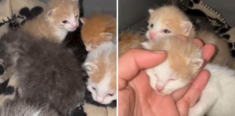 出所：<u><a href="https://www.instagram.com/p/DYSxPcvh7vY/" target="_blank">@pawsitiverescue.page</a></u>