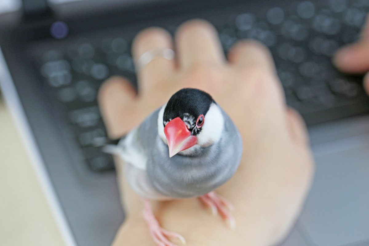 文鳥を飼うのにかかる 意外な費用 愛らしさに癒されているけれど Limo くらしとお金の経済メディア