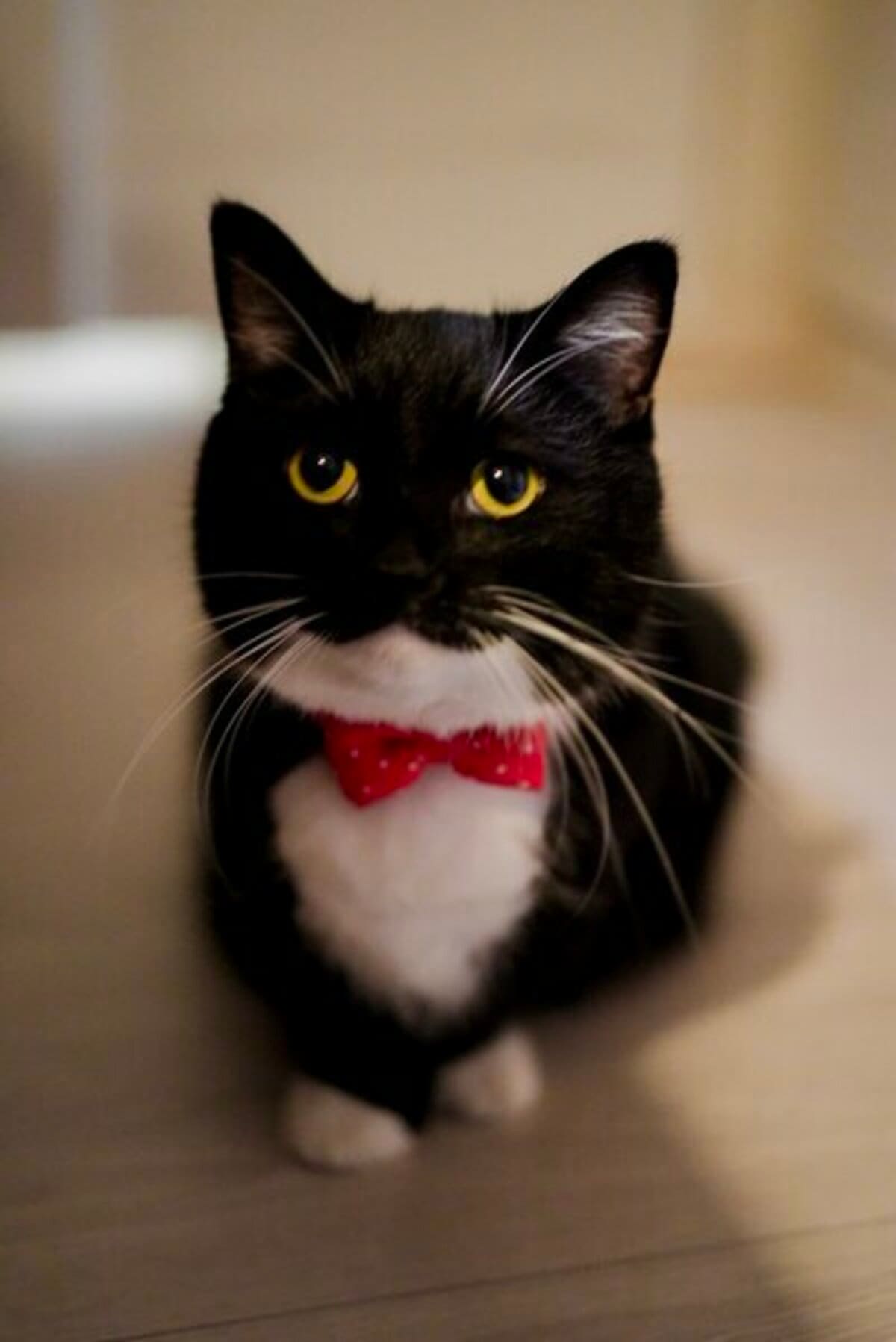 美形の猫ちゃんがハロウィン仮装すると…→飼い主さん「かわいいでしょ