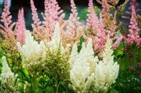 日陰の庭がおしゃれに決まる！梅雨の主役「アスチルベ」と一緒に植えたい寄せ植え植物3選 