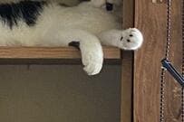 専用ベッドを用意したのに　猫の絶妙すぎる選択に笑ってしまう！猫と出会ったのはどこですか？