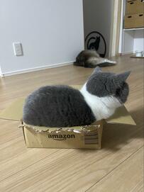 小さい箱にむりやり収まった猫さん　まさかの姿に笑ってしまう！