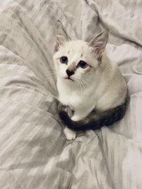 悲しげな顔がかわいい保護猫の「子猫時代」の写真が話題