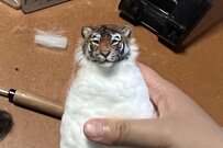 リアルすぎる「トラの羊毛フェルト」　凛々しい顔からは想像できない体型に「絵本に出てきそう」