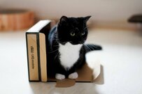 【困惑する猫さんがかわいい】箱に入れず、しょんぼり姿の猫さんが話題