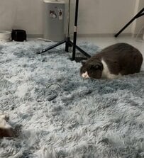 「そっちかーい」狩りの構えでぬいぐるみを狙っているように見えた猫…見事なフェイントに笑ってしまう