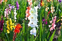 【ガーデニング】夏に花咲く多年草〈オススメ7選〉は切り花にしても美しい