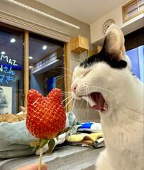 【話題】珍しい「猫型のイチゴ」と猫ちゃん！あーんしたお口から見えたベロもハートみたいで可愛い