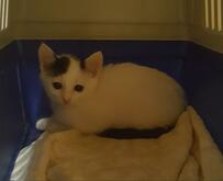 「猫飼ったことない男に生後2ヶ月から育てられ」猫ちゃんの成長姿に感動