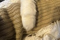 妻「大変！家事が何もできなくなった！」猫の行動に和む人続出