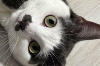 猫の「独特すぎる遊び方」が話題　予想の斜め上を行く「格好」に笑ってしまう