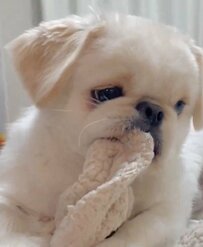 「寝室で毛布遊びしてたのがバレた瞬間」犬の素直すぎる反応に約2万いいね