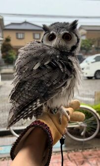 【水浴び中のフクロウ】お外で気持ちよさそうな姿に「かわいい」とコメントする人が続出！フクロウに癒されたい人必見