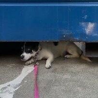 人に心を閉ざし隠れ続けていた保護犬。27日後…人に信頼を寄せ自ら甘える姿に感動