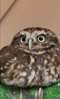 【あたまが気持ちいいフクロウ】飼い主さんが「頬擦りしたい」と愛するあたまがこちら！共感するコメントがSNSで殺到中！