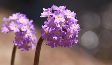 ガーデニング】春に花が咲くオススメの山野草10種類！可憐で清楚な花が