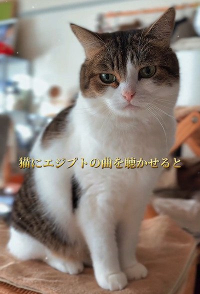 エジプトの曲を聴く、猫のこたろうくん