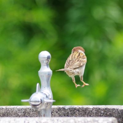 水場から飛び降りるスズメの様子