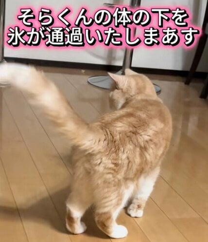 【え！猫なのに…】猫の下で氷を転がした結果→“まさかの結末”に思わず目を疑う