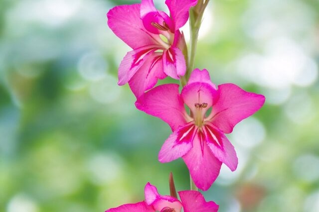 もうすぐ植えどき《春植え球根》初夏〜夏にゴージャスな花が咲く球根植物3選