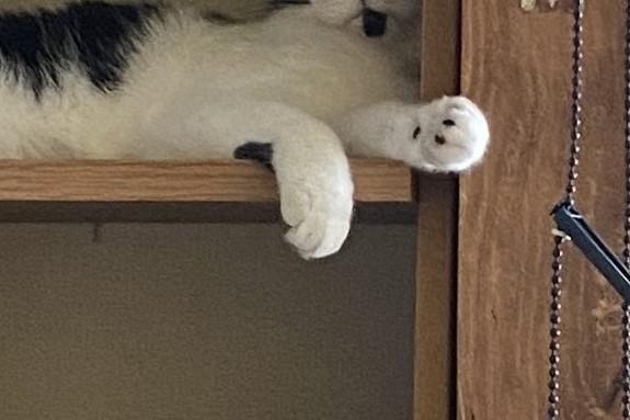 専用ベッドを用意したのに　猫の絶妙すぎる選択に笑ってしまう！猫と出会ったのはどこですか？