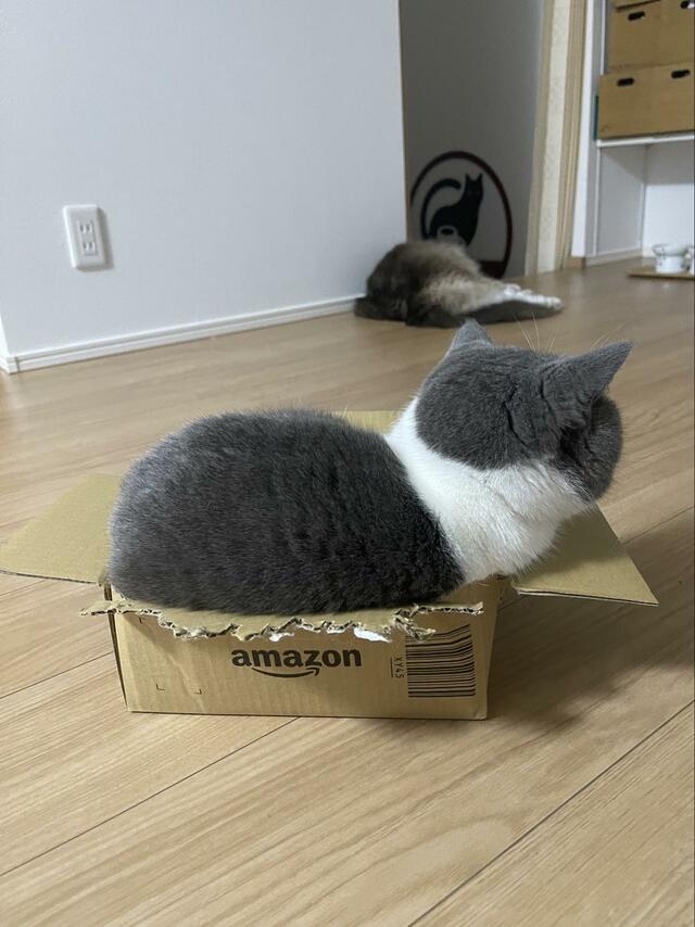 小さい箱にむりやり収まった猫さん　まさかの姿に笑ってしまう！