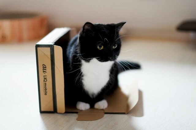 【困惑する猫さんがかわいい】箱に入れず、しょんぼり姿の猫さんが話題