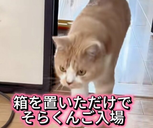 【どうなる？】猫の前でツナ缶を積み上げた結果→“切ない展開”に同情してしまう