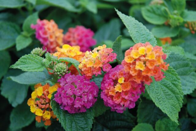 猛暑の庭をキラキラに彩る！植えっぱなしで毎年咲く《暑さに強い多年草》3選。ガーデンの主役級の美しさ！