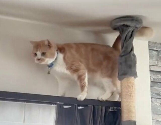「3回見たw」キャットタワーからの降り方が独特な猫。思わず笑ってしまう動きに注目