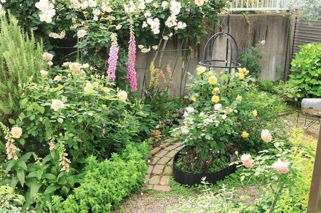 うちの庭に「植えてよかった」春バラと相性抜群！植えっぱなしでもローメンテな《多年草》6選