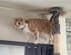 「3回見たw」キャットタワーからの降り方が独特な猫。思わず笑ってしまう動きに注目
