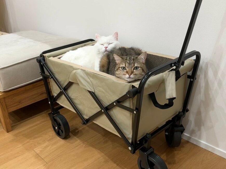 出所：@pomusan_cat