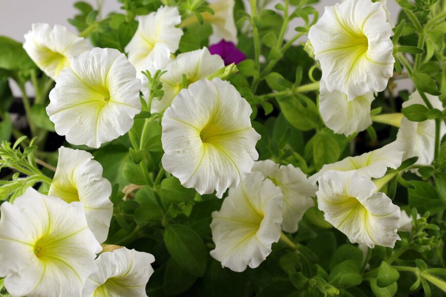 Nat YS/shutterstock.com