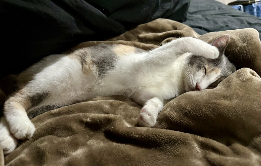 出所：@omochi_nam01