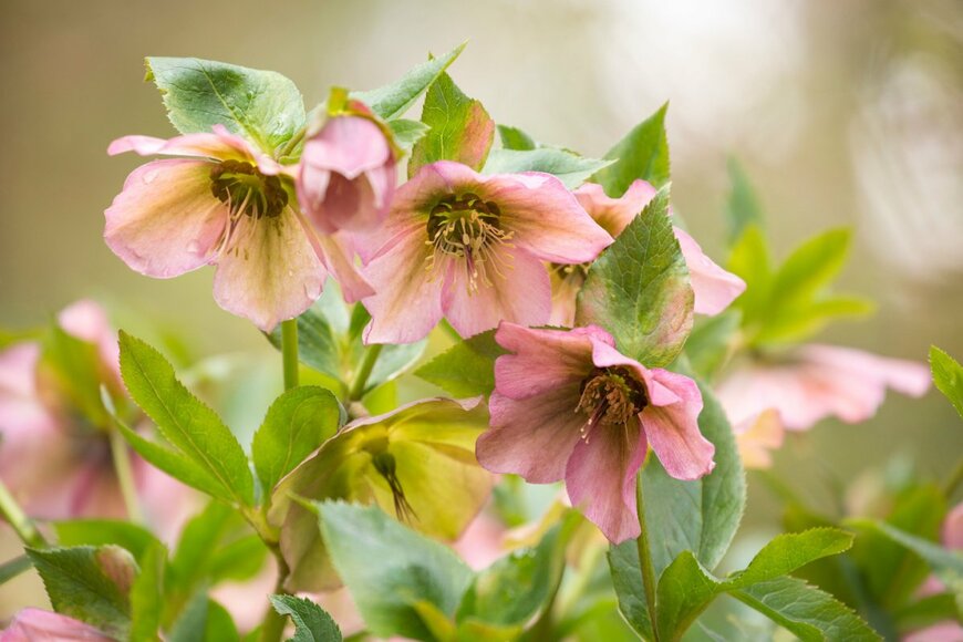                                                        Claudia G Cooper/shutterstock.com