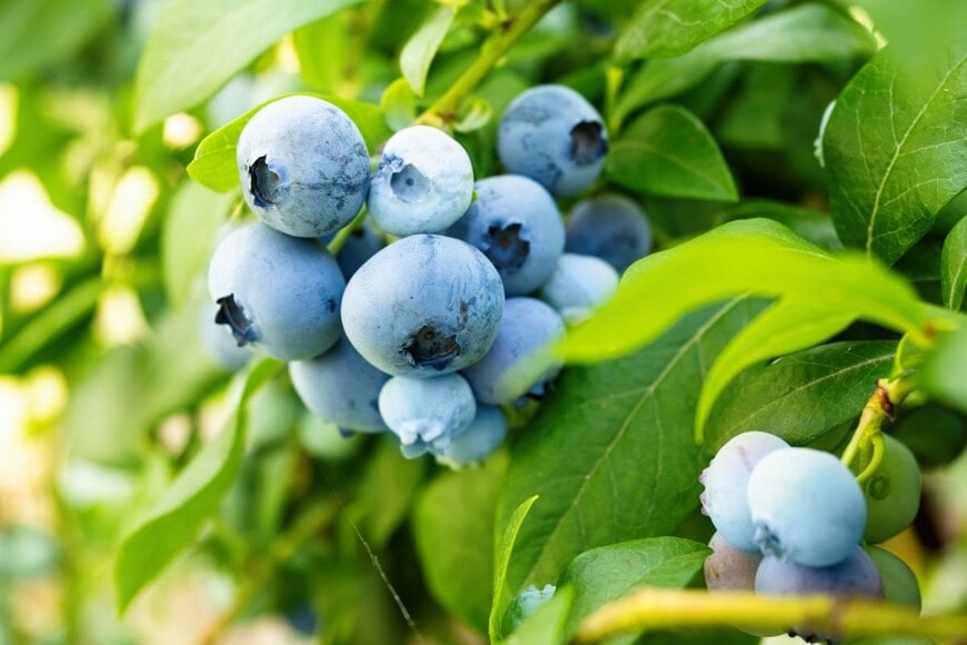 cha_cha/shutterstock.com