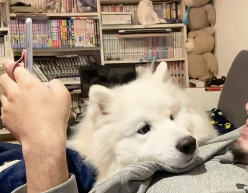 出所：@samoedsoran