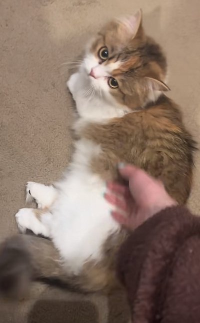 出所：@maguro_hokke