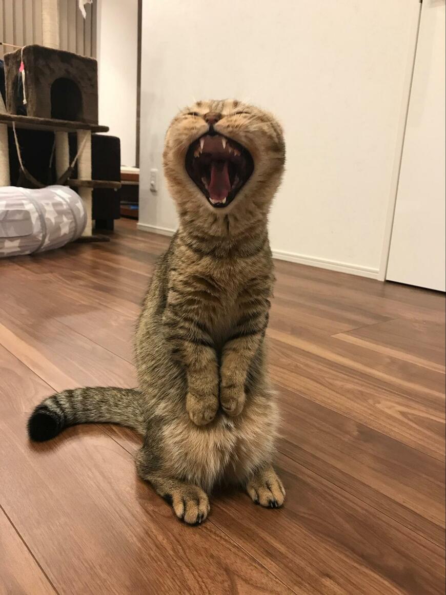 出所：@ponpokopontanu 