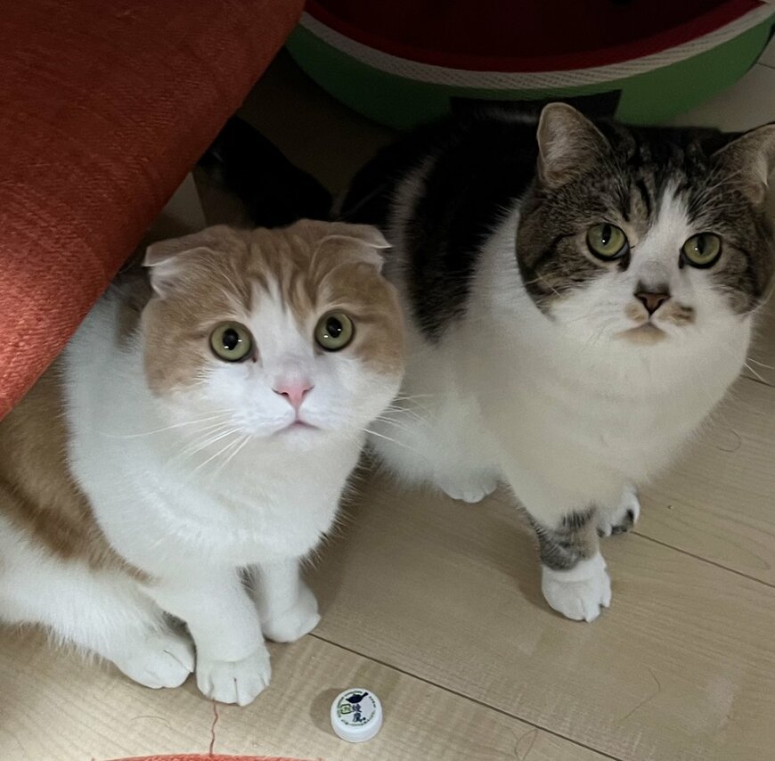 出所：@torotolo106106 