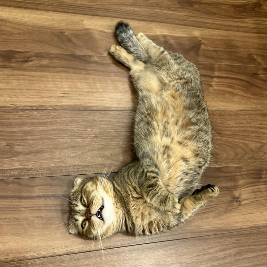 出所：@ponpokopontanu