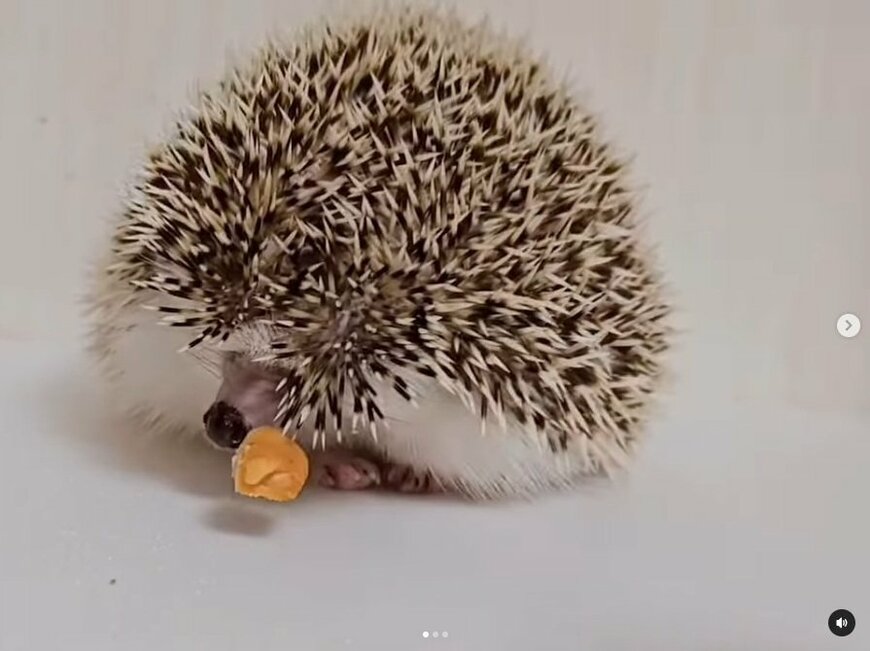 出所：＠uzura_moz.uku