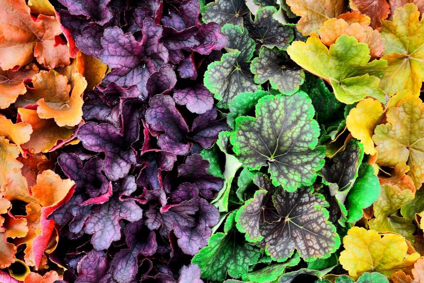 kuro3/shutterstock.com