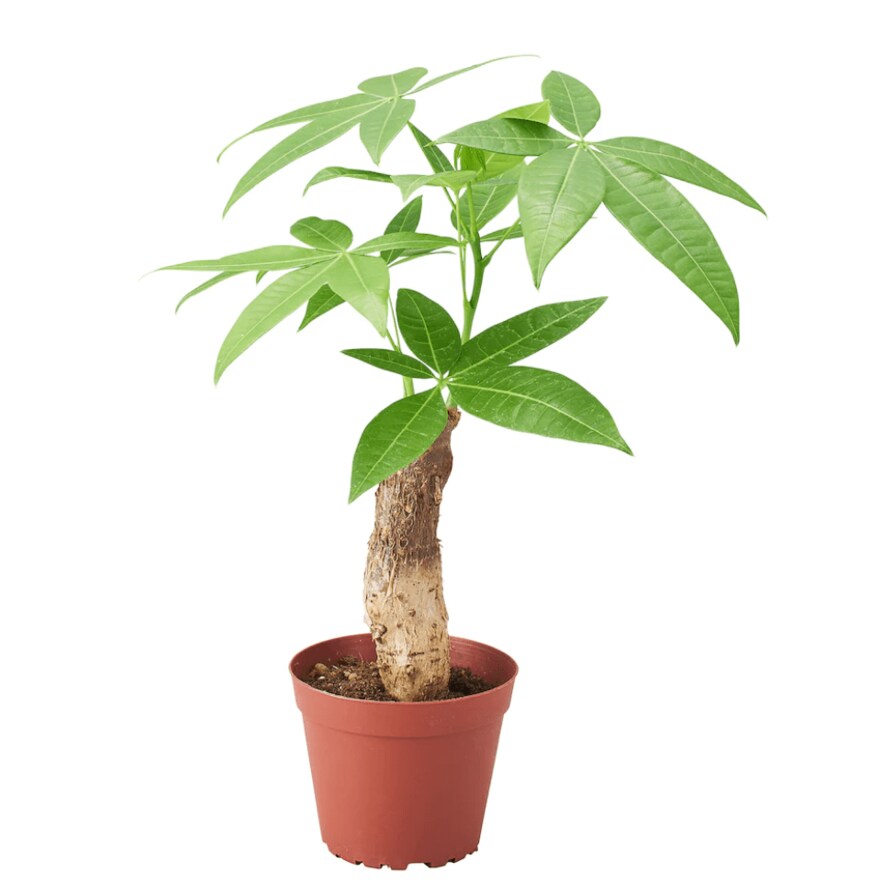 画像出典：IKEA公式